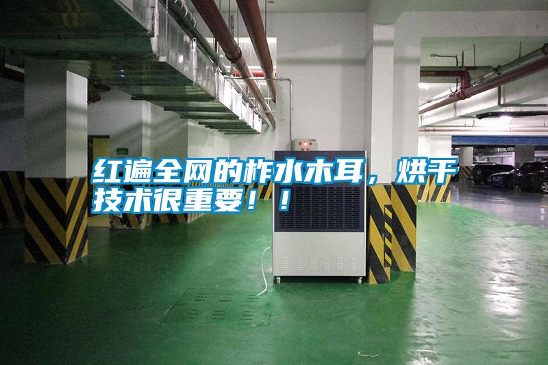 紅遍全網的柞水木耳，烘干技術很重要！！