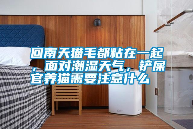 回南天貓毛都粘在一起，面對潮濕天氣，鏟屎官養貓需要注意什么