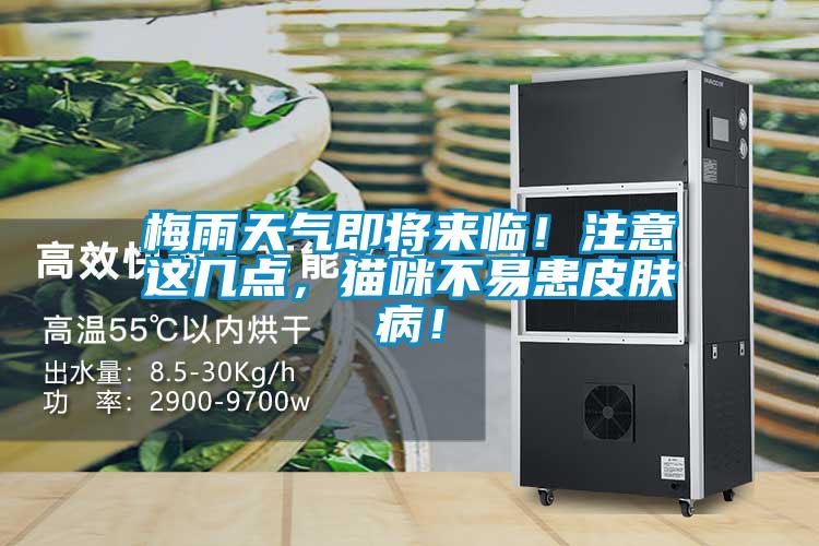 梅雨天氣即將來(lái)臨！注意這幾點(diǎn)，貓咪不易患皮膚病！